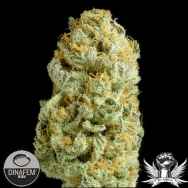 Dinafem Seeds Critical Cheese